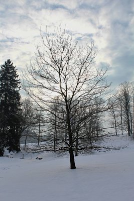 Quercus robur - dub letní - zimní habitus (11)